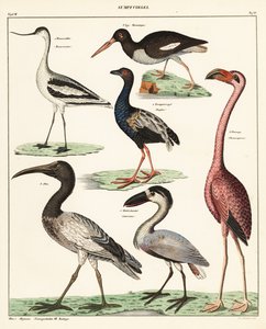 渡り鳥の品種。 1841年（リトグラフ） 作： Unbekannter Künstler