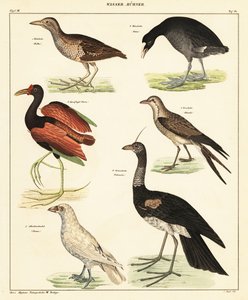 さまざまな水鳥。 1841年（リトグラフ） 作： Unbekannter Künstler