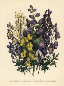 様々な葉を持つトリカブト、Aconitum heterophyllum、黄色いトリカブト、A. anthora、淡い黄色のトリカブト、A. ochroleucumum、カルパチアムラサキウコギ、パニックしたトリカブト、A. paniculatum、A. versicolor、普通のトリカブト、A. napellus、A. variegatum。手