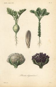 野菜、植物（Plantes legumieres 作： Unbekannt