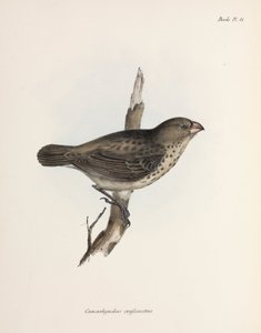ベジタリアンフィンチ、ガラパゴス諸島、1832年～1836年頃 作： Unbekannt