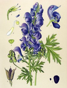 有毒植物および薬用植物: アコニットナペル (Aconitum napellus) 作： Unbekannter Künstler