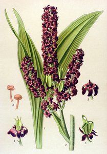 有毒植物 (有毒): Black veratre (Veratrum nigrum)