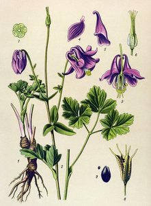 有毒植物: アンコリア (Aquilegia vulgaris) 作： Unbekannter Künstler