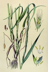 有毒植物（有毒）：酔わせる籾殻（Lolium temulentum） 作： Unbekannter Künstler