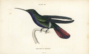 Veraguan mango, Anthracothorax veraguensis（マンゴーハチドリ、Trochilus mango）。Sir William Jardine