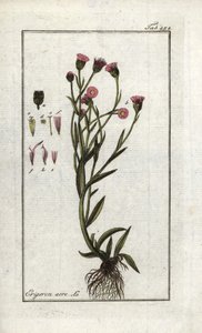 エクリ（Erigeron acris）。オランダ、ヨハネス・ゾーン（1739-1799）作「アルテニー・ゲヴァッセンの絵」のリトグラフ。 作： Unbekannter Künstler
