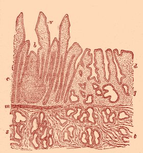 粘膜の垂直断面 作： Unbekannter Künstler