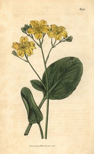 Villardie - Villarsia ovata（楕円葉のケープ・バックビーン、Menyanthes ovata）。John Sims
