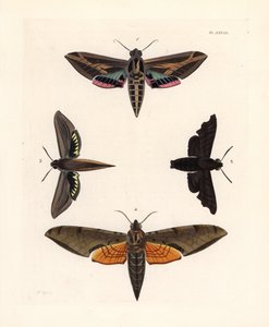 ツルスズメガ、Eummorpha vitis 1、ムーンフルスズガ、Enyo lugubris 2、テルサスズガ、Xylophanes tersa 3、ストリークスズガ、Proambulyx strigilis 4。 ジョン・O・ウェストウッドによるドルー・ドリーの新版 "Illustrations of Exotic Ento "からの手彩色リトグラフ。 作： Unbekannter Künstler