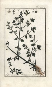 外套膜（Chenopodium vulvaria）。オランダ、ヨハネス・ツォーン（1739-1799）作「Artseny-Gewassenの絵」のリトグラフ。 作： Unbekannter Künstler