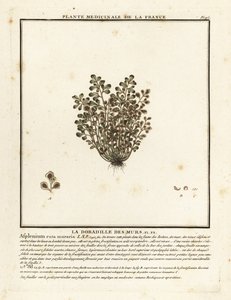 Wall-rue、Asplenium ruta-maria。 作： Unbekannter Künstler