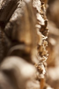スズメバチの巣（写真） 作： Unbekannter Künstler