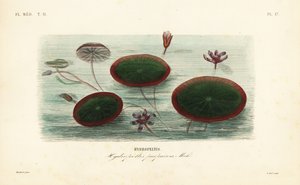 水しぶき、Brasenia schreberi、Hydropeltis purpurea、Hydropeltis 作： Unbekannt