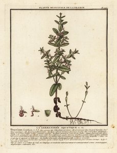 水ジャーマンダー、Teucrium scordium。
