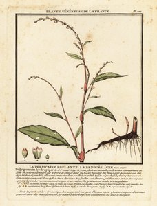 水コショウ、Persicaria Hydropiper。 作： Unbekannter Künstler