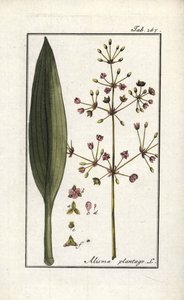 水オオバコ（Alisma plantago-aquatica）。オランダ、ヨハネス・ゾーン（1739-1799）作 "Afbeelding der Artseny-Gewassen"（薬草標本）のリトグラフ。 作： Unbekannter Künstler