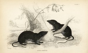 ウォーター・トガリネズミ、ネオミス・フォディエンス（Sorex remifer, Sorex fodiens）。エジンバラのWilliam Jardine