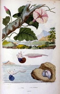 カタツムリ；F. E. ゲランによる植物学・動物学イラスト。自然史・自然現象辞典-1833/1834より 作： Unbekannter Künstler