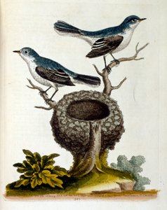 1750年、G・エドワーズによる珍しい鳥の本からの水彩イラスト。ジョージ・エドワーズ（1694-1773）はイギリスの博物学者、鳥類学者。ヨーロッパを広く旅し、博物学、特に鳥類を研究した。彼の名は 作： Unbekannter Künstler