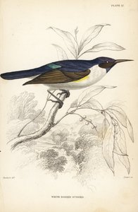 ニシムラサキツグミ、Anthreptes longuemarei（シロムラサキツグミ、Anthreptes leucosoma）。ウィリアム・ジャーディン卿の『Naturalist