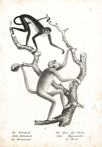 絶滅の危機に瀕しているシロハラクモザル（Ateles belzebuth）とノーザン・ムリキー（Brachyteles hypoxanthus）。ハインリヒ・ルドルフ・シンツの『Illustrated Natural History of Animals』より、カール・ヨーゼフ・ブロートマンによるリトグラフ、