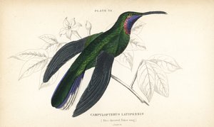 シロオサボリ、Campylopterus ensipennis（アオサボリ、Trochilus latipennis）。Sir William Jardine