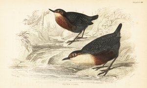 ノドジロシロまたはオウゼル、Cinclus cinclus.1889 (彫刻) 作： Unbekannter Künstler