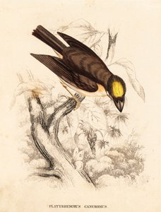 シロハナガシラ（Platyrinchus mystaceus）。ゲオルク・フリードリッヒ・トライチケの自然史ギャラリー、ティエライヒ自然史ビルダーザール、リエプツィヒ所蔵の手彩色スチール版画。 作： Unbekannter Künstler