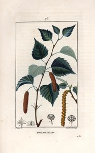 白樺またはイボ樺 - ピエール・ジャン・フランソワ・トゥルパン（1775-1840）のデッサンに基づくランベール・フィルスのエングレーヴィング、La flore medicale, de Chaumeton, Poiret et Chamberet, Paris 1830より - 銀白樺の木（Betula pendula）、葉、カタクリ、種子 - Eng 作： Unbekannter Künstler