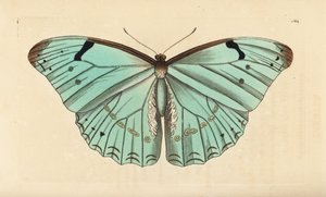 白いモルフォ、Morpho laertes 作： Unbekannt