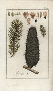 白またはペクチンまたはヴォージュ・モミ（トドマツ）。オランダ、ヨハネス・ゾーン（1739-1799）作 "Afbeelding der Artseny-Gewassen "のリトグラフ。 作： Unbekannter Künstler