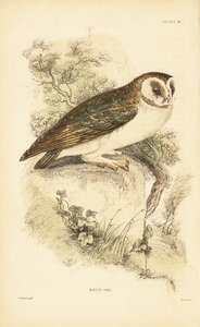 白いフクロウまたはメンフクロウ、ティト アルバ、岩の上に腰掛け。 1889年（彫刻）
