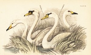 オオハクチョウ、コブハクチョウ、ビーウィックの白鳥。 1889年（彫刻） 作： Unbekannter Künstler