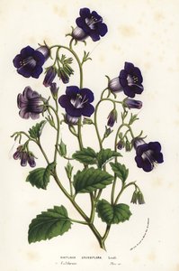 野生のカンタベリー・ベル、ファセリア・マイナー（Whitlavia grandiflora）。Louis van Houtte and Charles Lemaire