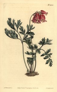 野生のブリーディングハート、Dicentra formosa 作： Unbekannt