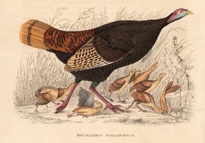 野生の七面鳥、Meleagris gallopavo、雛を連れた雌鳥。ゲオルク・フリードリッヒ・トライチケの自然史ギャラリー、ティエライヒ自然史ビルダーザール、リエプツィヒ所蔵の手彩色リトグラフ。 作： Unbekannter Künstler