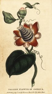 翼のある茎のトケイソウ、パッシフローラ・エラタ、1800年（彫刻） 作： Unbekannter Künstler