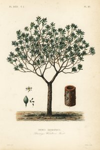 冬の樹皮またはカネロ、Drimys winteri、Drimys aromatique 作： Unbekannt