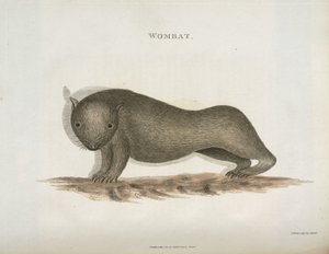 ウォンバット、オーストラリア、1798年頃