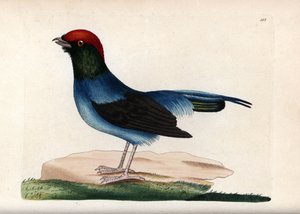 ワンダフル・マナキン（Chiroxiphia linearis）。無署名のイラスト（George ShawとFrederick nodder）。The Naturalist