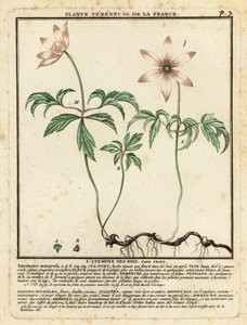 ウッド アネモネ、アネモネ nemorosa。