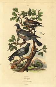 ウッドピジョン（Columba palumbus）、コモンピジョン（Columba livia）、キジバト（Streptopelia risoria）。 作： Unbekannt