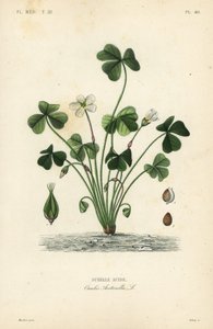 ウッドソレル、Oxalis acetosella、Surelle acide 作： Unbekannt