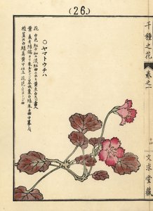 ヤマトウチワまたはイワカガミ。河野梅嶺による彩色木版画『千種の花』（京都・文久堂蔵）。 作： Unbekannter Künstler