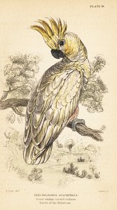 黄色い紋付きのオウム、Cacatua sulphurea。 Critically endangere1889 (彫刻) 作： Unbekannter Künstler