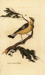 キビタキヒタキ、Ficedula zanthopygia。 1815年（彫刻） 作： Unbekannter Künstler