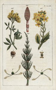 黄色いアルファルファ（アルファルファ）、Medicago falcata 136、野生の大根（ラヴェネル）、Raphanus raphnistrum 137、野生のスギナ（プレール・デ・シャン）、Equisetum arvense 138/139.G.T.ヴィルヘルムの「Unte」の植物図版の手彩色銅版画。 作： Unbekannter Künstler