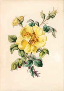 ロバート・タイアス著「花の女王、あるいはバラの思い出」（ロンドン）より。 作： Unbekannter Künstler