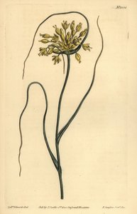 イエローガーリック、Allium flavum 作： Unbekannt